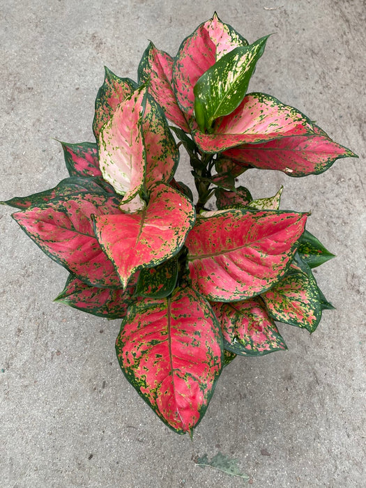 Pink Princess Chinese Evergreen