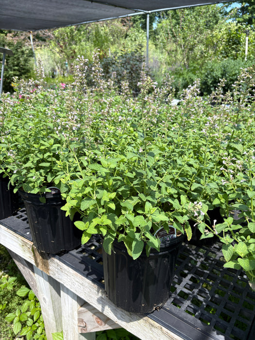 Whispurr™ Pink Catmint