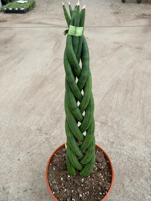 Braided Snake Plant