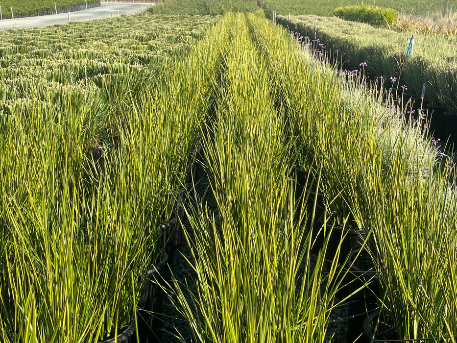 Variegated Striped Rush