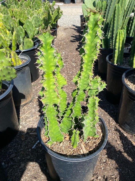 Zig Zag Cactus