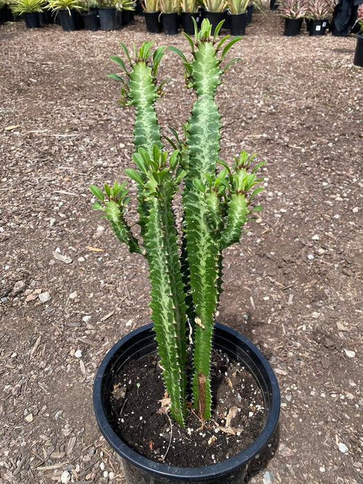 Green African Milk Tree