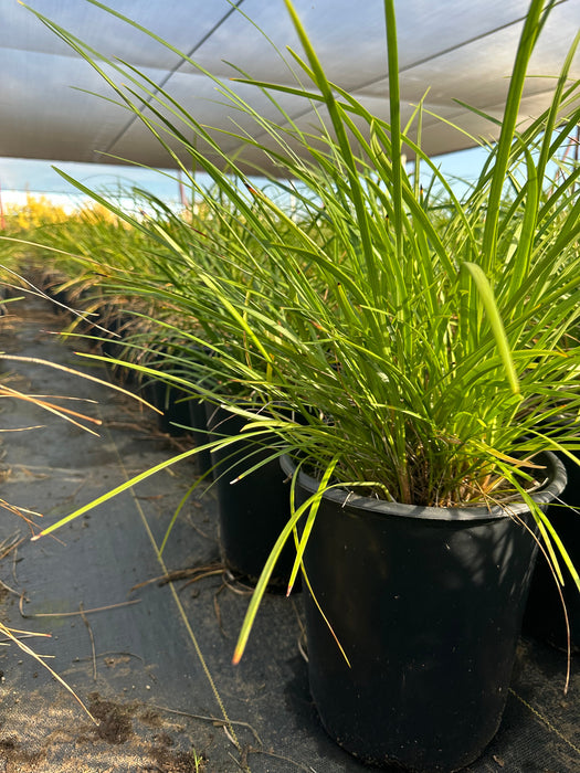 Giant Lily Turf (Liriope)