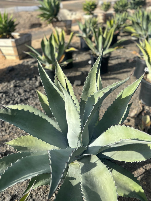 Rough Century Plant (Agave scabra)