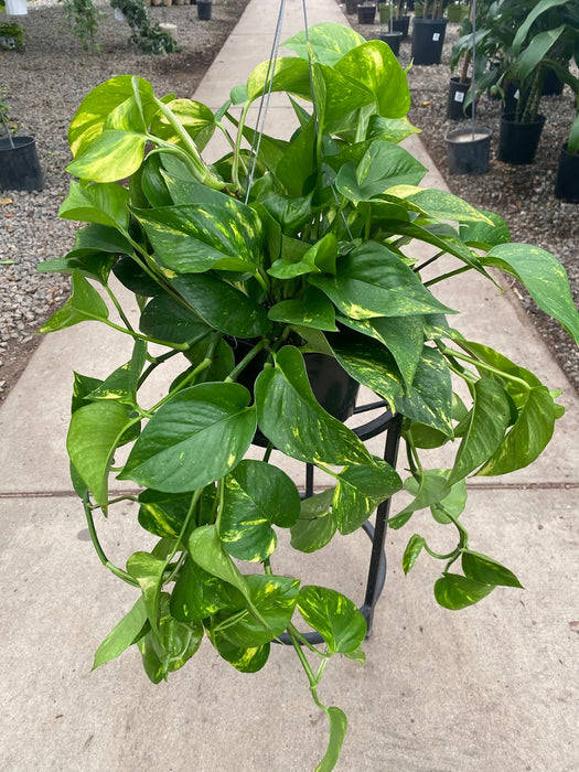 Golden Pothos