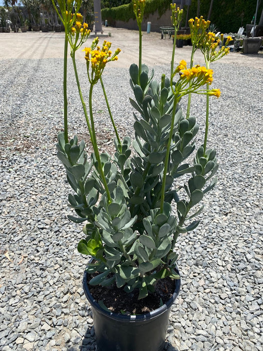 Madagascar Senecio