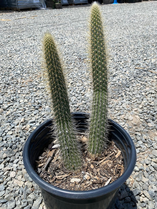 Hybrid Candle Cactus