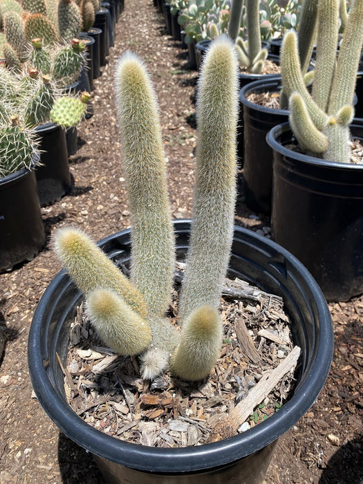 Ritter's Cleistocactus