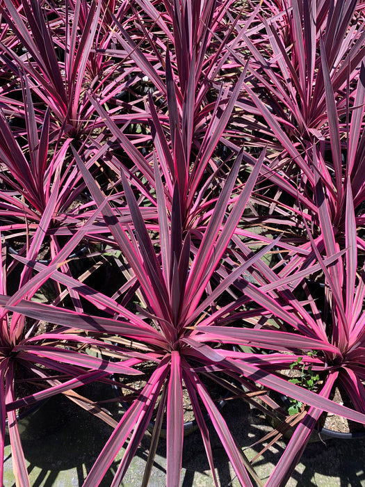 Dancing Paso Doble Cordyline