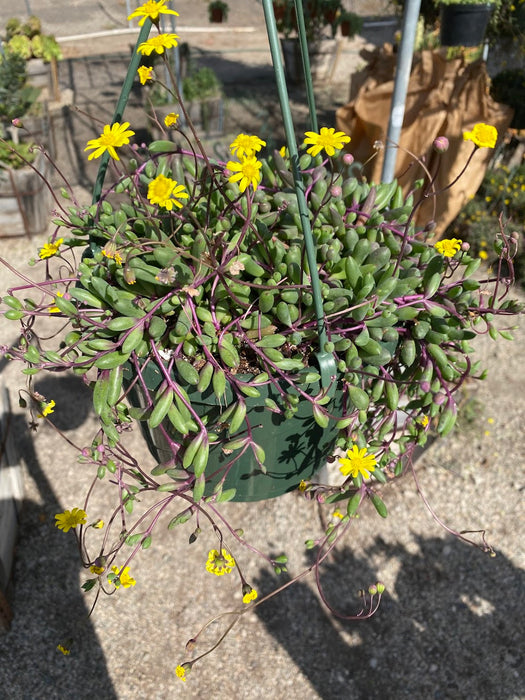 Ruby Necklace Plant