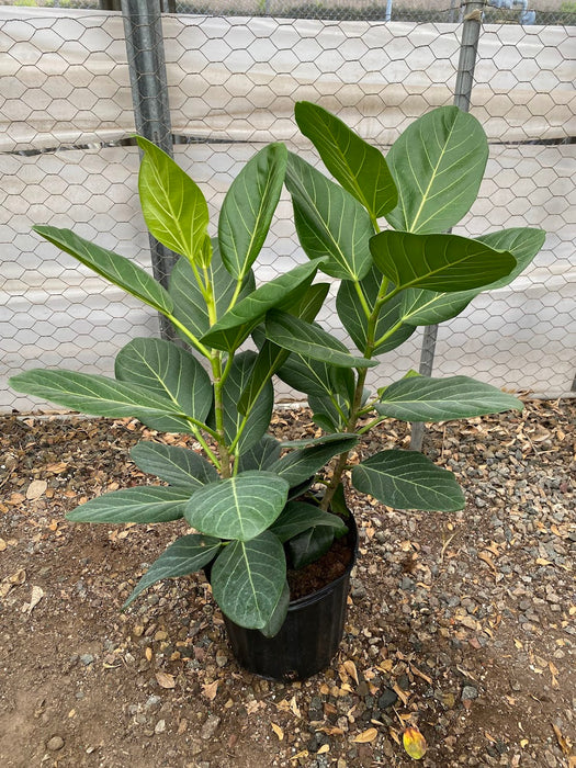 Ficus Audrey