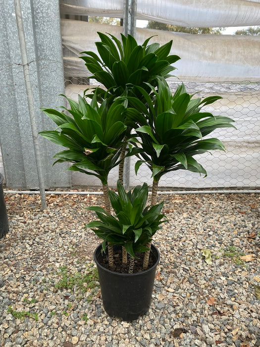 Janet Craig Dracaena