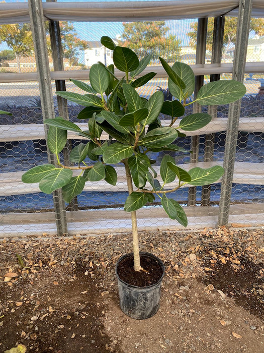 Ficus Audrey