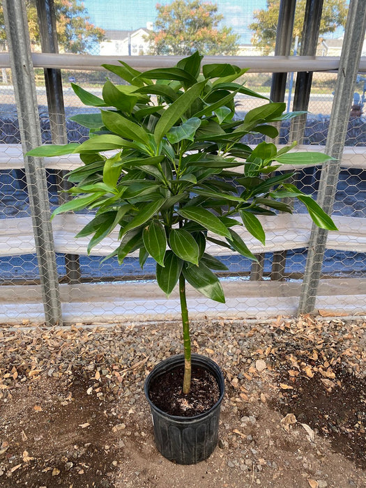 Canela Cinnamon Plant