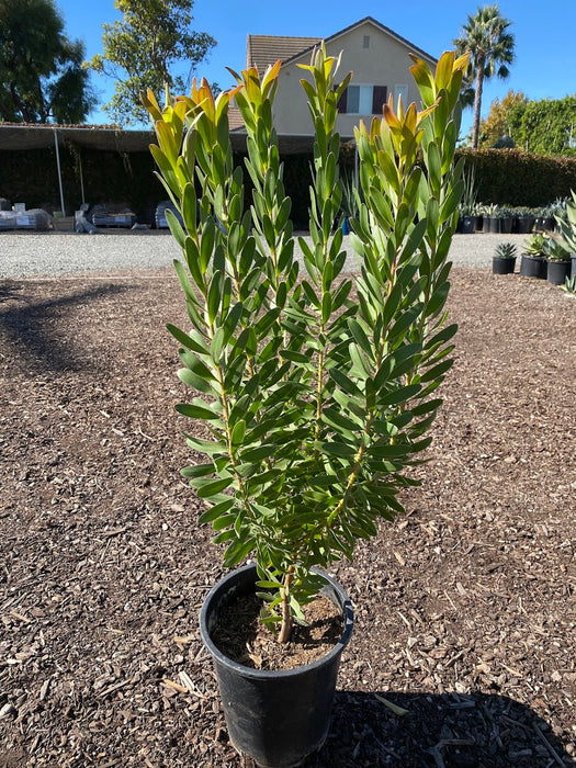 Safari Goldstrike Yellow Conebush