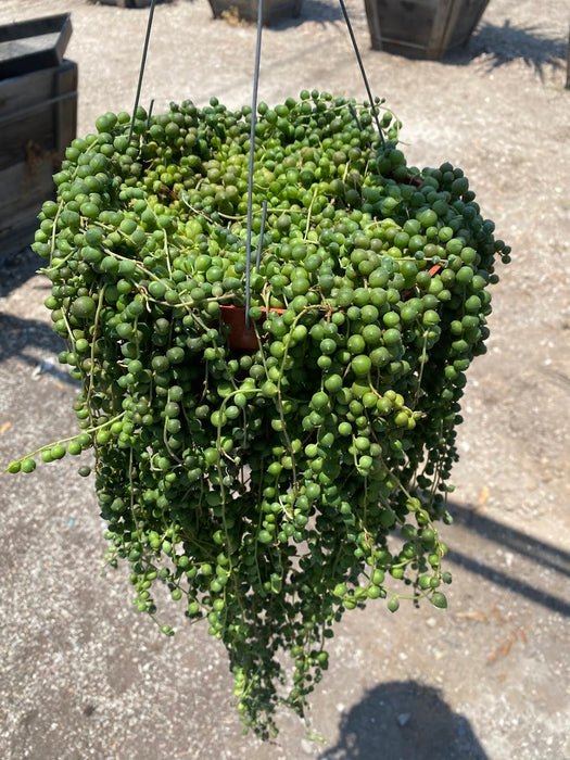 String of Pearls