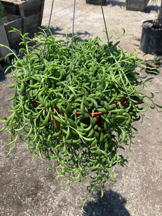 String of Bananas Plant