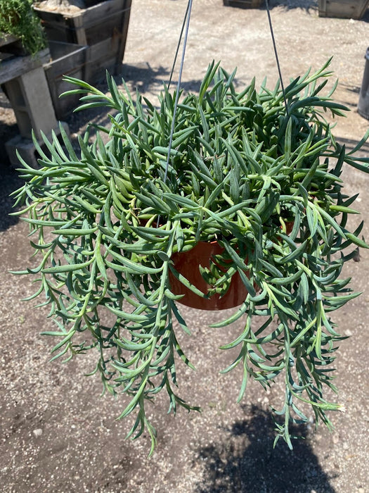 String of Fish Hooks Plant