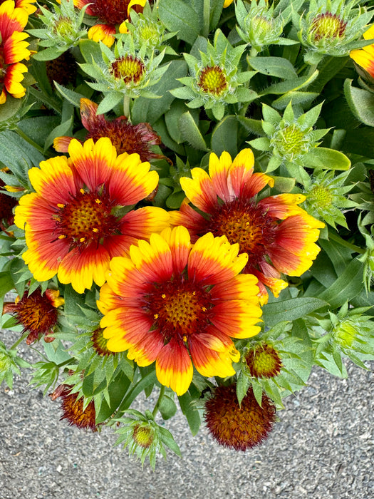 Arizona Sun Blanket Flower