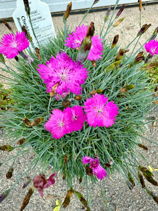 Firewitch Dianthus