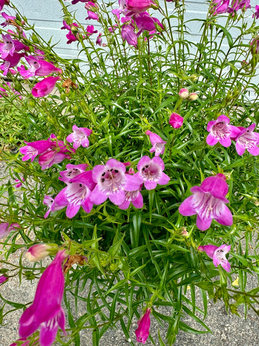 Red Rocks Beardtongue (Penstemon)