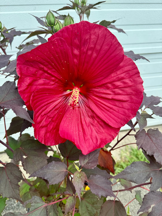 Summerific® Holy Grail Rose Mallow (Hibiscus)