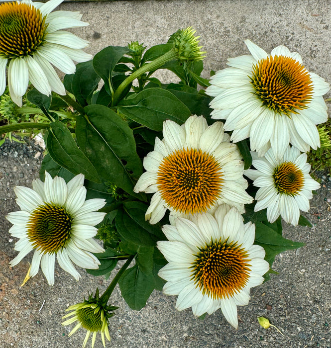 Pow Wow® White Coneflower