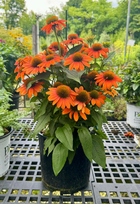 Sombrero Adobe Orange Coneflower