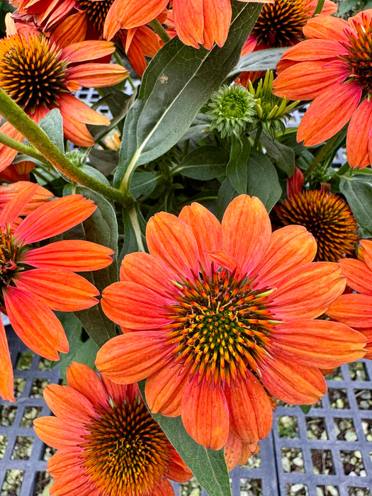 Sombrero Adobe Orange Coneflower