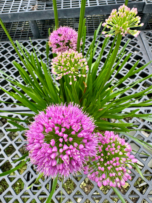 Millenium Allium Flowering Onion