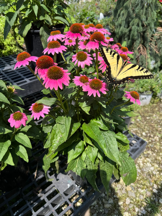 Pow Wow® Wild Berry Coneflower