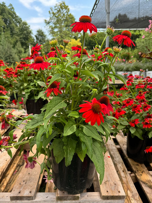 Sombrero Salsa Red Coneflower