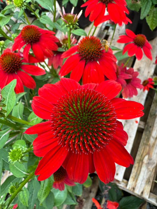 Sombrero Salsa Red Coneflower