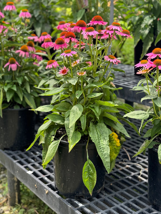 Pow Wow® Wild Berry Coneflower