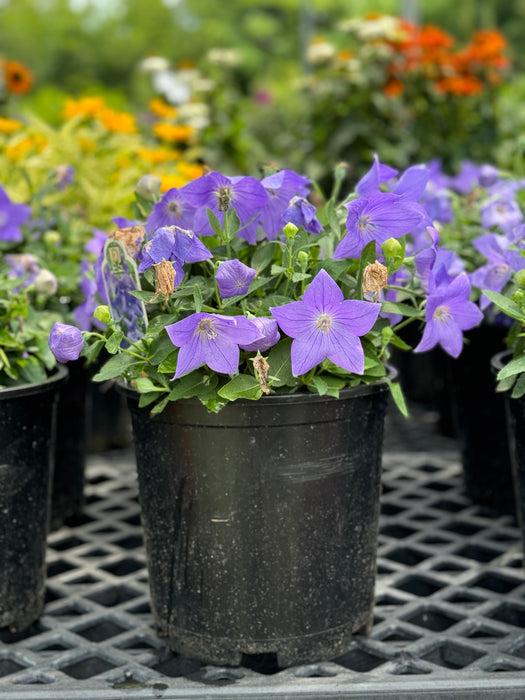 Sentimental Blue Balloon Flower