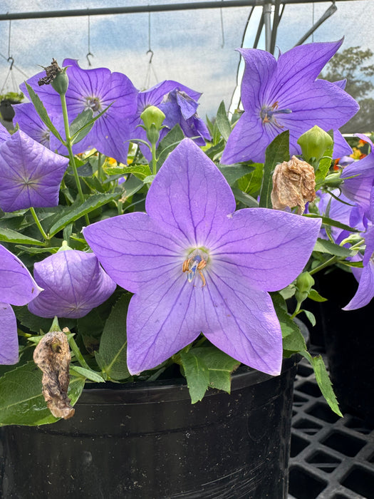 Sentimental Blue Balloon Flower