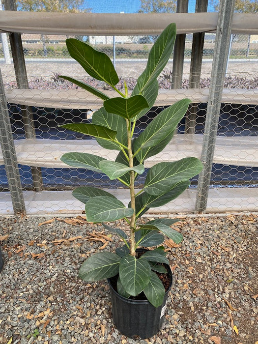 Ficus Audrey