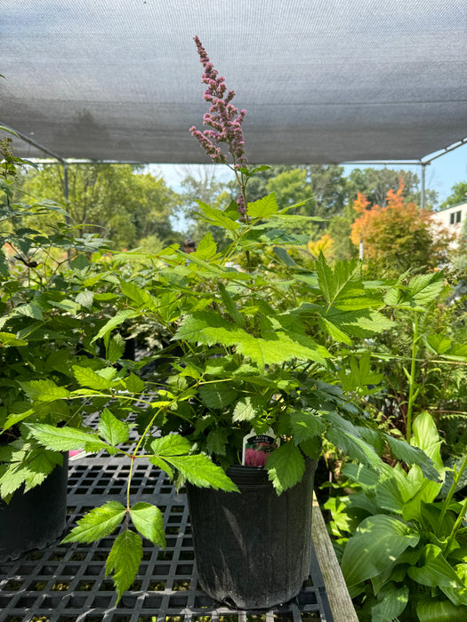 Astilbe Vision in Pink