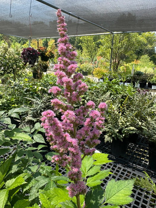 Astilbe Vision in Pink