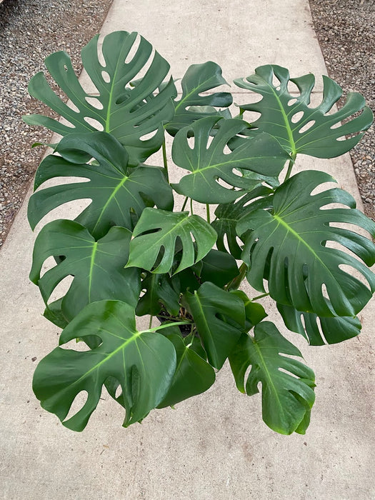 Split Leaf Philodendron