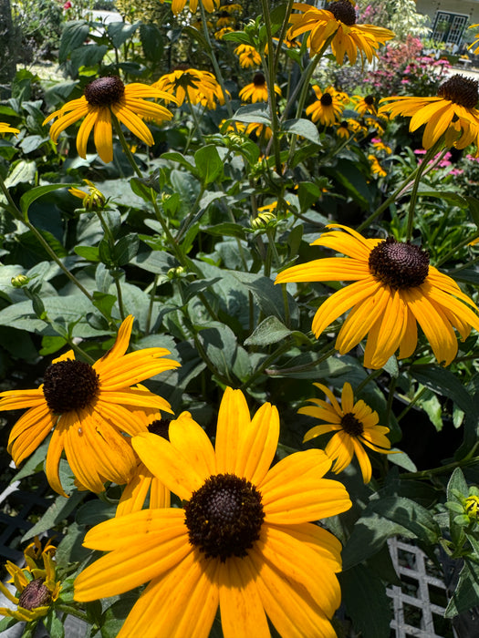 Goldsturm Black Eyed Susan