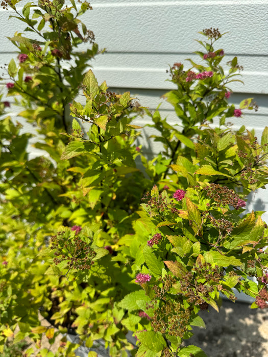 Double Play Gold Spirea