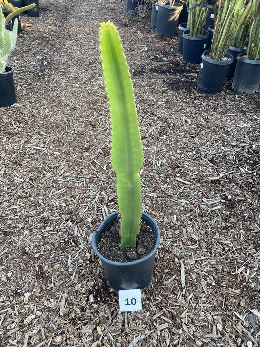 Giant African Candelabra Tree