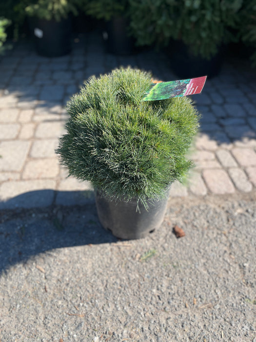 Sea Urchin Dwarf White Pine