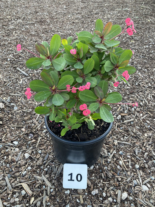 Jerry's Choice Crown of Thorns