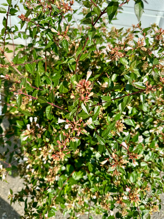 Glossy Abelia