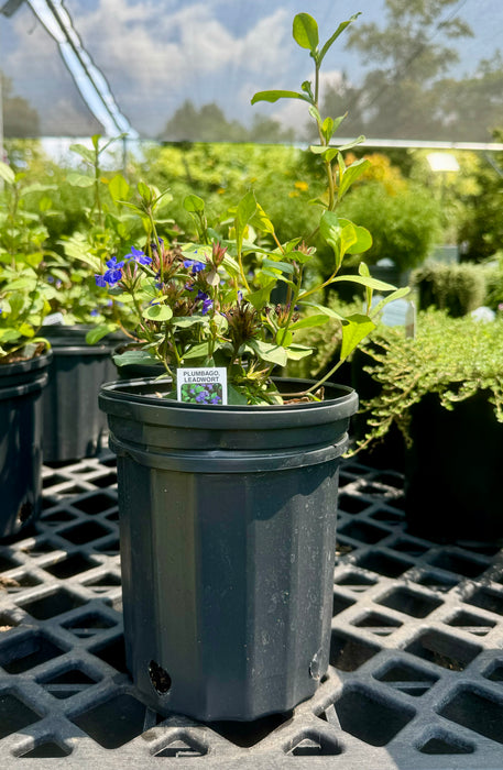 Dwarf Plumbago