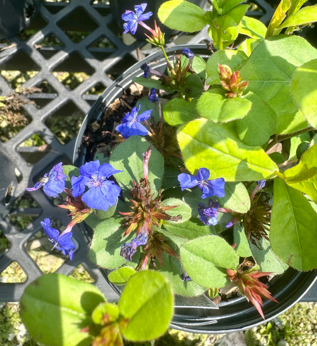 Dwarf Plumbago