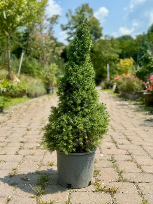 Dwarf Alberta Spruce