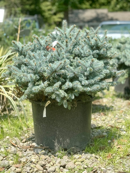 Globe Colorado Blue Spruce